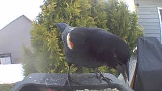 red-winged blackbird