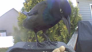 common grackle