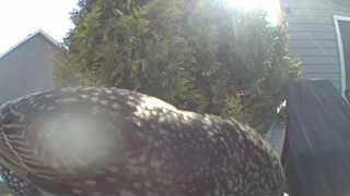 northern flicker