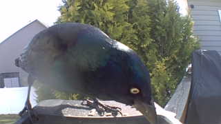 common grackle