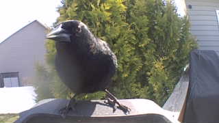 american crow