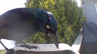 common grackle