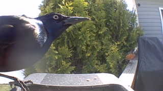 common grackle