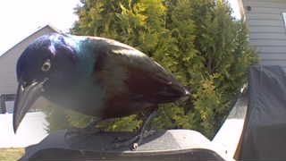 common grackle