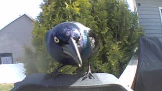 common grackle