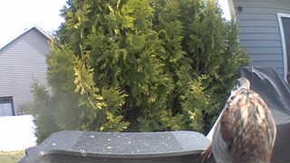 northern bobwhite quail