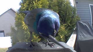 common grackle