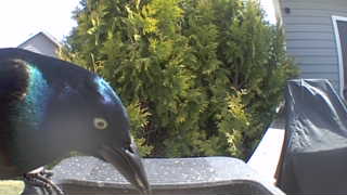 common grackle