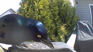 common grackle