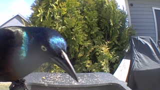 common grackle