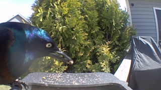 common grackle