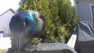 common grackle