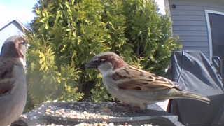house sparrow