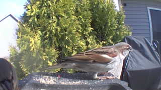 house sparrow