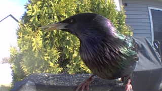 european starling