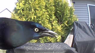 common grackle