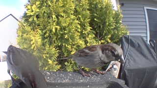 house sparrow