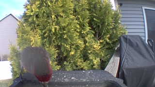 red-winged blackbird