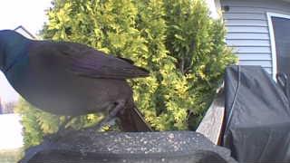 common grackle