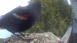 red-winged blackbird
