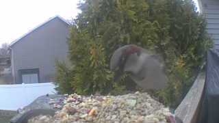 house sparrow