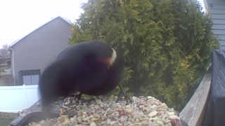 red-winged blackbird