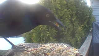common grackle
