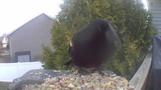 red-winged blackbird