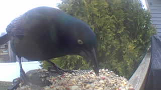 common grackle