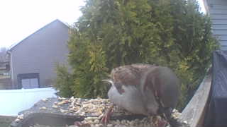 brown-headed cowbird