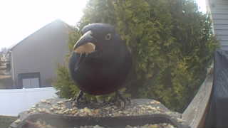 brown-headed cowbird