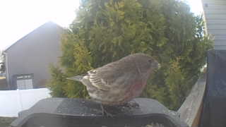house finch