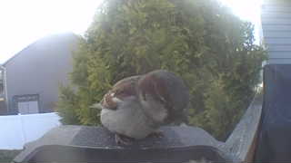 house sparrow