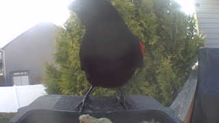 red-winged blackbird