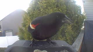 red-winged blackbird