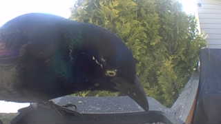 common grackle