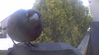 common grackle