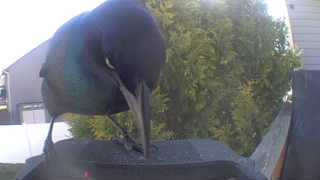 common grackle