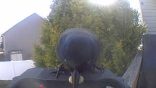 american crow