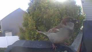 house sparrow