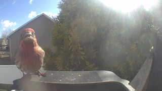 house finch