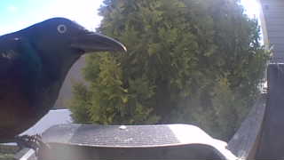 common grackle