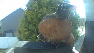 american robin
