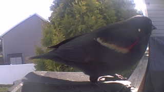 red-winged blackbird