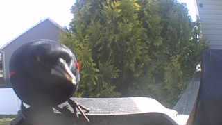 red-winged blackbird