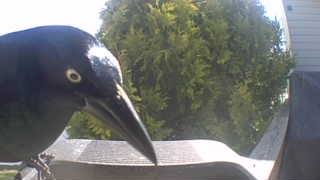 common grackle