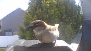 house sparrow