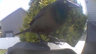 common grackle