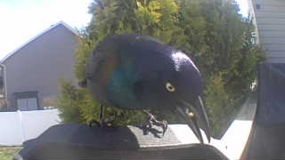 common grackle
