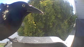 common grackle